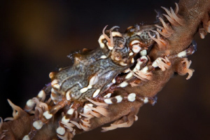 Xeno Crab.  Canon 20D 100mm Macro + 500D Diopter by Mick Tait 